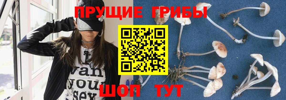где купить   Вход с VPN  Кызыл  Псилоцибиновые грибы MAGIC MUSHROOMS  Галлюциногенные грибы GOLDEN TEACHER 